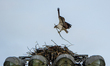 A pair of osprey build a new nest at the Lawrenceburg Speedway in Lawrenceburg, Indiana, o...