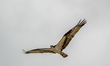 An osprey is seen as a pair builds a new nest at the Lawrenceburg Speedway in Lawrenceburg...
