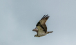 An osprey is seen as a pair builds a new nest at the Lawrenceburg Speedway in Lawrenceburg...