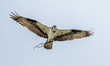 An osprey is seen as a pair builds a new nest at the Lawrenceburg Speedway in Lawrenceburg...