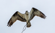An osprey is seen as a pair builds a new nest at the Lawrenceburg Speedway in Lawrenceburg...