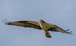 An osprey is seen as a pair builds a new nest at the Lawrenceburg Speedway in Lawrenceburg...
