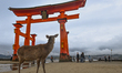 MIYAJIMA, JAPAN - APRIL 15: 
 A wild Sika deer, traditionally considered a divine messeng...