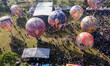 An aerial view of villagers attending the hot air balloon festival in Cluntang, Musuk, Boy...
