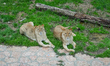 Visitors enjoy an early spring stroll at Gaziantep Wildlife Park in Gaziantep, Turkey, on...