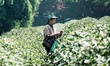 A tea picker collects green leaves of West Lake Longjing tea at the Longjing Tea plantatio...