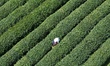 A tea picker collects green leaves of West Lake Longjing tea at the Longjing Tea plantatio...