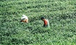 Tea pickers harvest green leaves of West Lake Longjing tea at the Longjing Tea plantation...