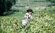 A tea picker collects green leaves of West Lake Longjing tea at the Longjing Tea plantatio...
