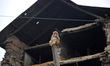 A monkey eating maize, which is offered by people at the premises of Pashupatinath Temple...