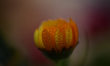Water droplets are seen on a Pot marigold flower after light rain in Kirtipur, Kathmandu,...