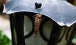 A Bagworm moth larva (Psychidae) moves across and occasionally hangs with its silk on a la...