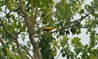A Black-hooded oriole bird holds its catch in its beak while sitting on a tree branch in S...