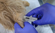 A veterinarian checks the temperature of a Persian pet cat before it receives a rabies vac...
