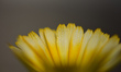 Water droplets are seen on a budding pot marigold flower after pre-monsoon rainfall in Kir...