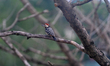 A Fulvous-breasted Woodpecker searches for insects on a tree branch in Siliguri, India, on...