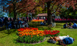 Tulips bloom in vibrant hues at Keukenhof, one of the world's largest flower gardens, in L...