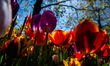 Tulips bloom in vibrant hues at Keukenhof, one of the world's largest flower gardens, in L...
