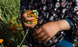 Harvesting and drying chrysanthemum flowers, also known as Moonflower or the Orange Flower...