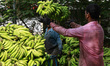 A worker throws a bunch of bananas to a co-worker, who catches it before loading it onto a...
