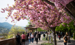 People walk and take photos under blooming Japanese cherry (Prunus serrulata) trees on Tot...