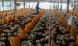 Workers at a broiler chicken farm feed and sort chickens in Sleman, Yogyakarta, Indonesia,...