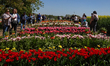 People visit a tulip farm in Polanka Wielka, Poland, on May 2, 2026. 