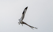 An osprey chases a turkey vulture that was approaching its nest at the Lawrenceburg Speedw...