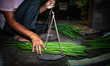 Moringa fruits are weighed before being taken to market, while some are chopped and cooked...