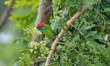 A Blue-throated Barbet bird sits on a tree branch while searching for insects in Siliguri,...