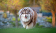 A Finnish Lapphund dog is seen in Luczyce, Poland, on May 1, 2026. The Suomenlapinkoira, o...