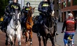 Police horses are seen after the Dutch Vriendenloterij Eredivisie match between NAC Breda...