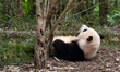 Panda 'Hua Hua' interacts with tourists at the Chengdu Research Base of Giant Panda Breedi...