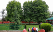 A group of people walk near chinar trees at Dak Banglow in Sopore, Jammu and Kashmir, Indi...