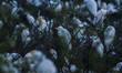 Thousands of white storks (Ciconia ciconia) gather in a large breeding habitat in Solok Re...