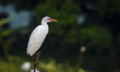 Thousands of white storks (Ciconia ciconia) gather in a large breeding habitat in Solok Re...
