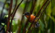 A flock of Rufous Sibia birds (Heterophasia capistrata) perches atop trees, scanning for i...