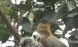 A cattle egret bird looks near to its new born chicks as they sits at the braches of a way...