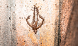 Longhorn crazy ants (Paratrechina longicornis) carry a piece of prey, dead Huntsman spider...