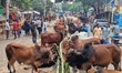 Temporary cattle markets are set up around the Tejgaon Polytechnic area and nearby roads i...