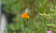 A butterfly collects nectar from marigold flowers in Siliguri, India, on May 24, 2026. 