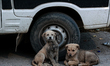 Puppies rest near the tire of a van in Sopore, Jammu and Kashmir, India, on May 24, 2026. 
