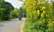 Amaltas, also known as the golden shower tree, is in full bloom along a roadside in Nagaon...