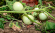 Farmers harvest both green and ripe tomatoes from their plants in Tehatta, West Bengal, In...