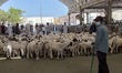 A general view of the livestock market ahead of the Muslim festival of Eid al-Adha in Doha...