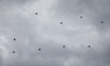 ROK Army Tiger Drone company participates in a joint live fire drill at a live fire comple...