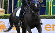 Giampiero Garofalo of Italy and Querido Van't Ruytershof participate in the 93rd CSIO Roma...