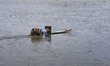 A local resident uses a traditional mud sled, known as a "ppalbae," to move across the tid...