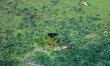 A bird walks through the algae-covered waters of Dal Lake in Srinagar, Jammu and Kashmir,...