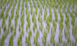 A view of a rice paddy near the city of Lahijan, in Gilan Province, northern Iran, on May...